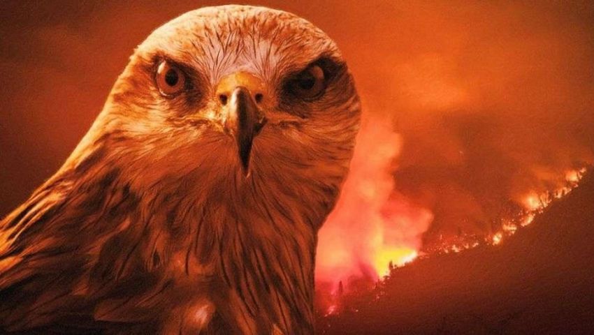 الحدأة طائر النار الطائر الشرير المتسبب في حرائق استراليا