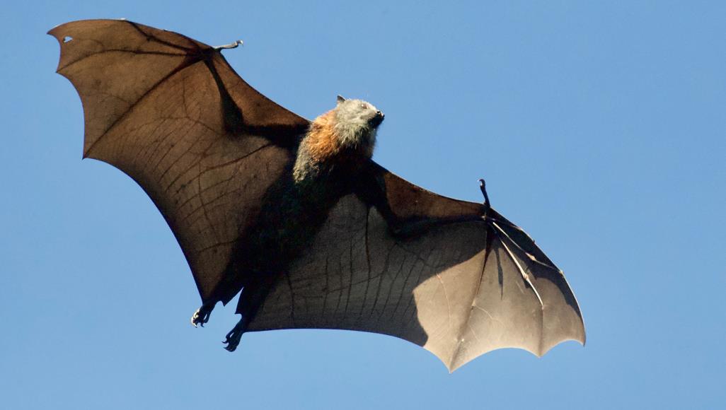 أمراض تنتشر عن طريق الخفافيش