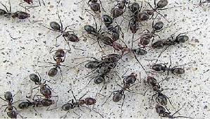 حقائق ومعلومات عن النمل وطرق بسيطة لتتخلص منه